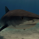 The tiger shark is not a picky eater.